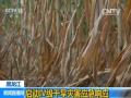黑龙江启动Ⅳ级干旱灾害应急响应