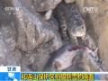 甘肃祁连山保护区拍摄到雪豹画面