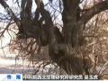 长春两千人“恋”冬泳 “游出”健康