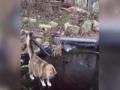萌翻！小猫冰上捉鱼干着急