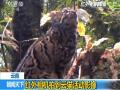 红外相机拍到云猫活动影像