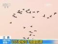 江西：10万夏候鸟飞抵鄱阳湖