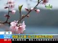 四川卧龙：野生大熊猫发情期频繁“圈地恋爱”