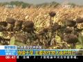 强震之后的余震有多可怕？