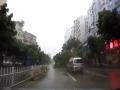 江门市蓬江区建设路主干道树木倒伏