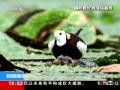 秋季的划分