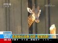 云南昆明：高智商长颈鹿 玩转“密室逃脱”