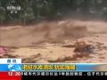 为躲避洪水 佛罗里达上演“群牛乱跑”